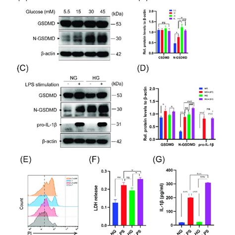 High Glucose Aggravated Lps Induced Macrophage Pyroptosis And Il