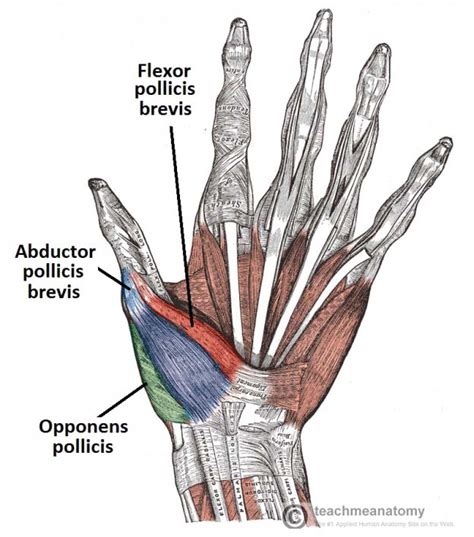 The Muscles of the Hand - Thenar - Hypothenar - TeachMeAnatomy