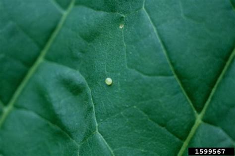 Tobacco Hornworm As A Pest Of Tobacco Land Grant Press