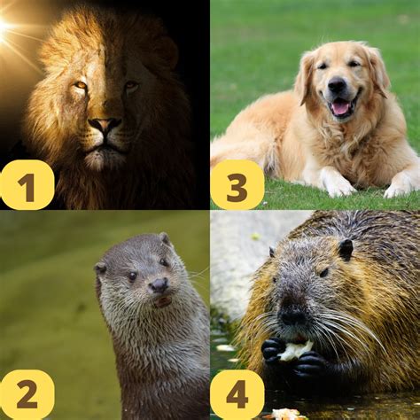 Teste rápido: o animal que você você escolhe revela seus traços de ...
