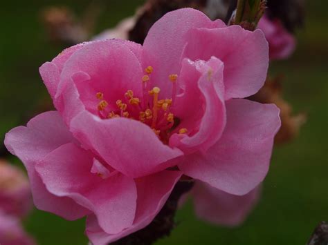 Nectarine Blossom 1052 The Rain Has Been Tough On Our Flickr