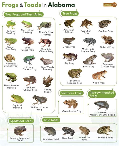 List Of Frogs And Toads Found In Alabama With Pictures