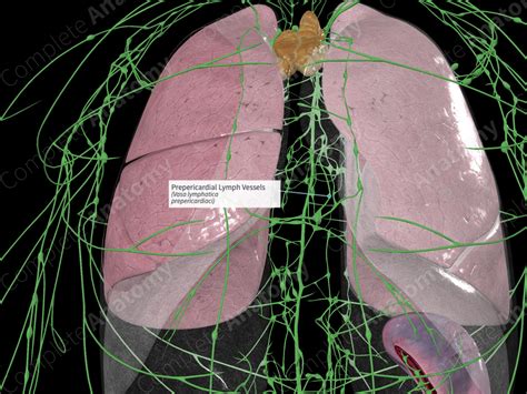 Prepericardial Lymph Vessels | Complete Anatomy