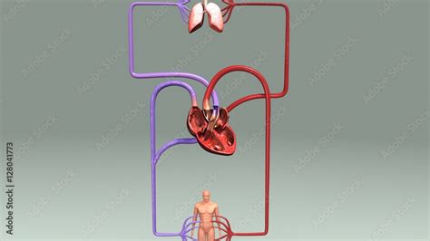 Double Circulation Stock Illustration | Adobe Stock