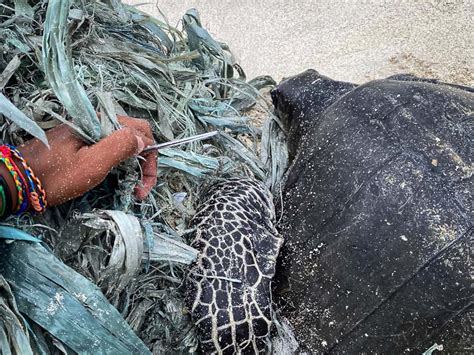 ZAI Turtle Rescue Rehabilitation In The Maldives