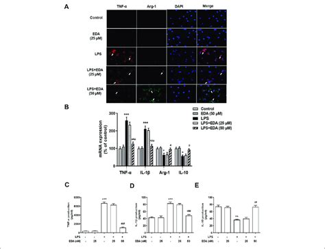 EDA Switched Microglial M1 To M2 Polarization In Vitro BV 2 Cells