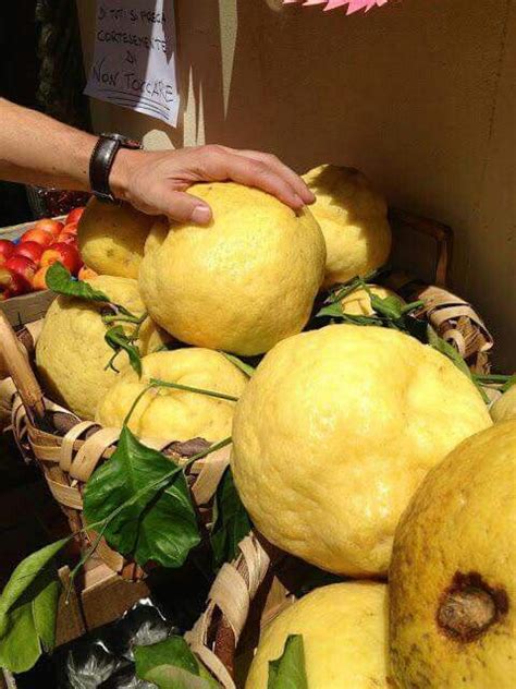 Pin By Deborah Riley On Italy Amalfi Coast Amalfi Lemons