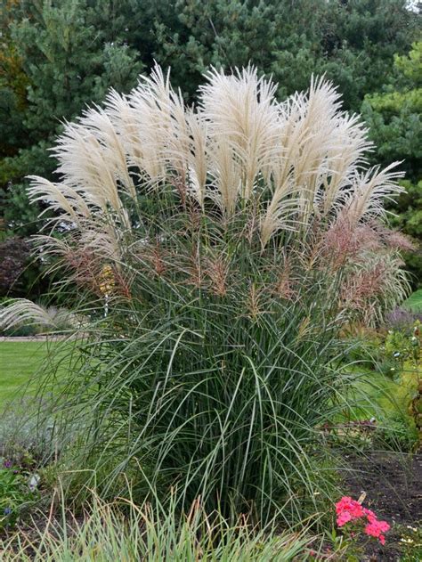 Miscanthus Sinensis Encore Maiden Grass Eberts Greenhouse