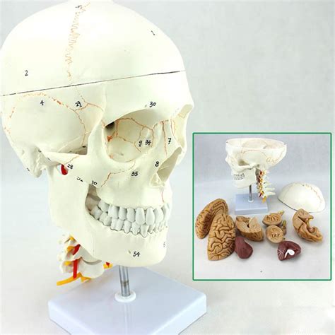 Buy Human Brain Model Cervical Vertebra Model Skull Model Life Size