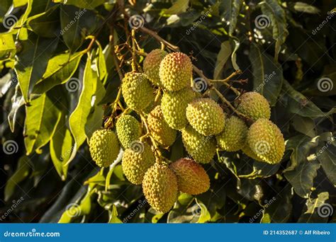 Unripe Green Lychee Hanging From A Lychee Tree Stock Image Image Of