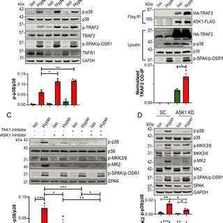 P Is Activated Following Hyperosmotic Treatment A Hela Cells Were