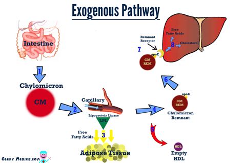 Cholesterol Metabolism Exogenous Pathway Biology Forums Gallery