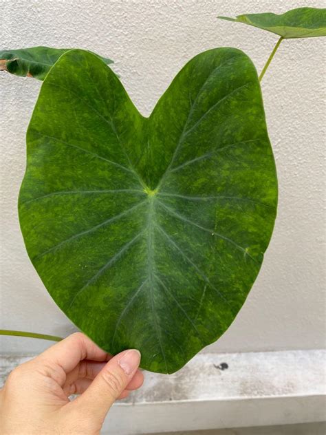 Colocasia Tiger Stripe Furniture Home Living Gardening Plants