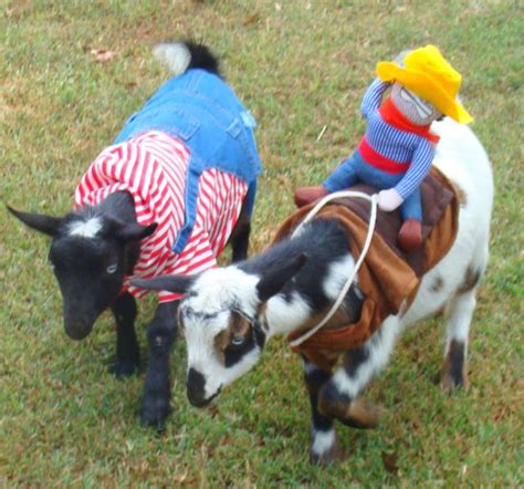 Goatsincostumes Ready Set Gwinnett