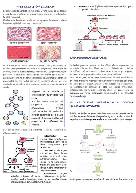 Diferenciaci N Celular Diferenciaci N Celular Es El Proceso De