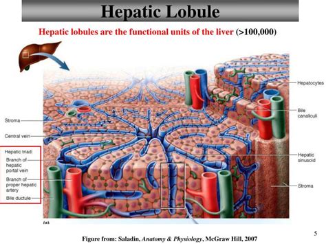 Ppt Chapter 23 Digestive System Lecture 11 Powerpoint Presentation