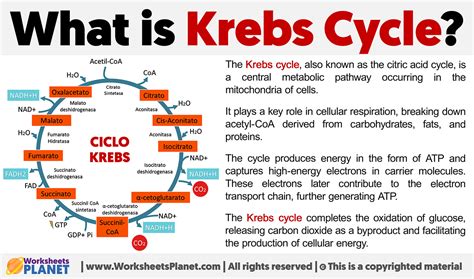 What is Krebs Cycle | Definition of Krebs Cycle