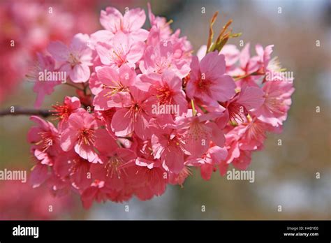 Cherry blossoms At Hirosaki Castle, Japan, Aomori prefecture Stock ...