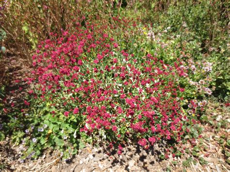 Eriogonum grande var. rubescens, Red-flowered Buckwheat – Larner Seeds