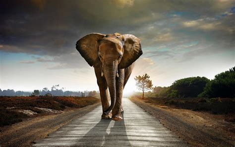 elephant wallpaper kolpaper awesome  hd wallpapers
