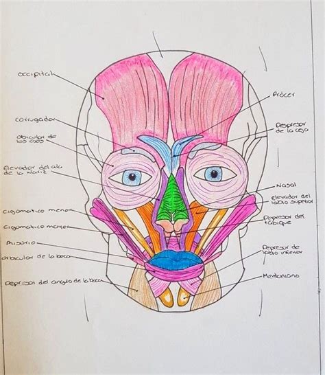 Sistema Muscular M Sculos De La Cara Anatomia Musculos Anatomia