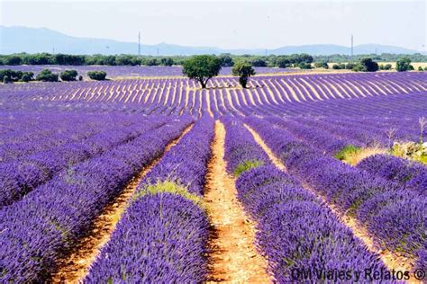 Los Campos De Lavanda De Brihuega Gu A Completa De Visita Campos De