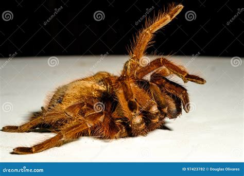 Giant Goliath Birdeater Tarantula - Галерија слика