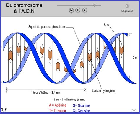 animation du chromosome à lADN SVT Vive les SVT Les sciences de la