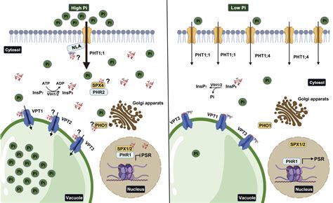 Intracellular Phosphate Sensing In Plants Molecular Plant