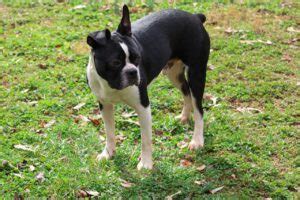 Los Problemas De Salud M S Comunes Del Boston Terrier Con Mis Mascotas