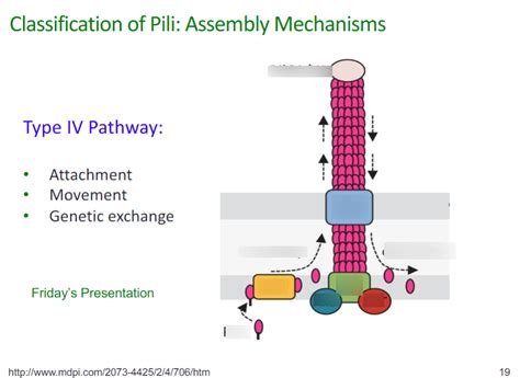 diagram  type iv pathway quizlet
