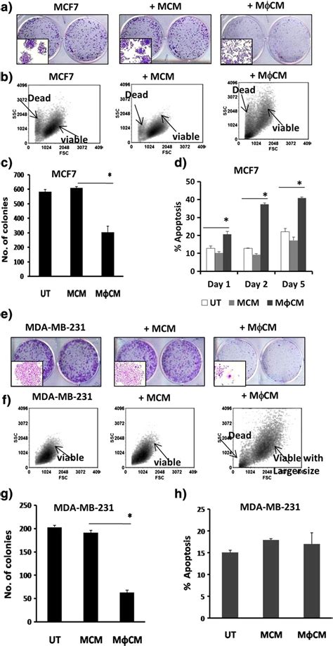 M Cm Decreases Colony Forming Ability Of Breast Cancer Cells Mcf And