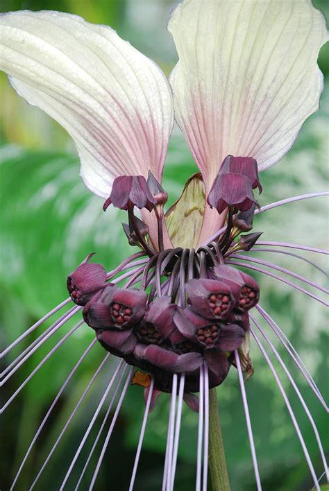 Tacca Integrifolia White Bat Plant Photograph By Rodney Appleby