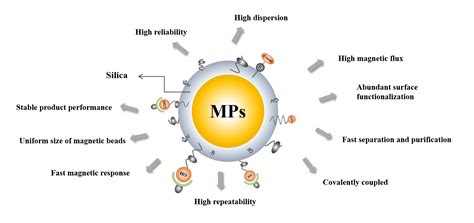 Custom Silica Magnetic Beads - CD Bioparticles