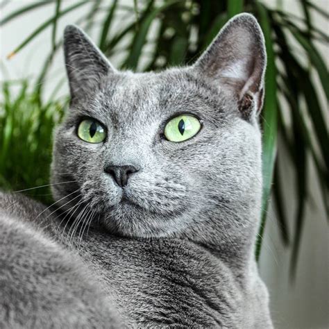 Gato Azul Ruso La Raza Que Debe Su Nombre Al Color De Su Pelo