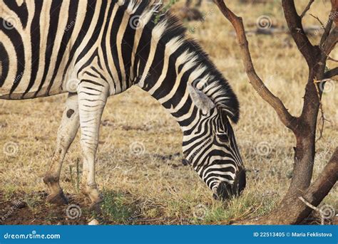 Zebra Feeding Royalty Free Stock Photo - Image: 22513405