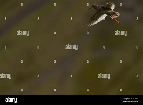 Flying Tringa totanus Family Scolopacidae Genus Tringa Common redshank wild nature seaside bird ...