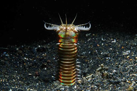 frightening facts   bobbit worm