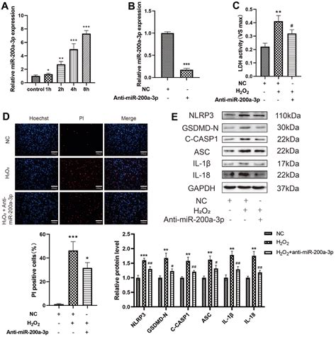 Inhibiting Microrna A P Attenuates Pyroptosis Via Targeting The