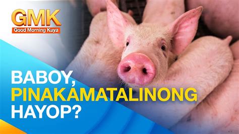 Totoo Nga Ba Na Isa Ang Baboy Sa Mga Itinuturing Na Pinakamatalinong