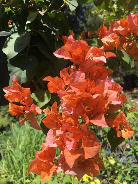 Bougainvillea Flower Meaning Symbolism And Colors Pansy Maiden