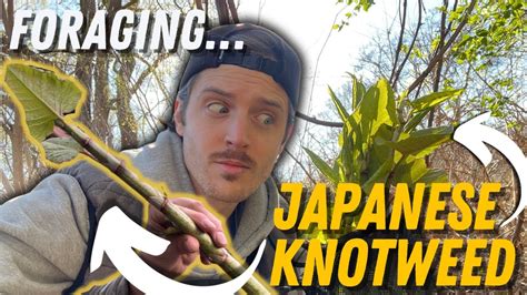 Foraging Japanese Knotweed Identifying Processing Youtube