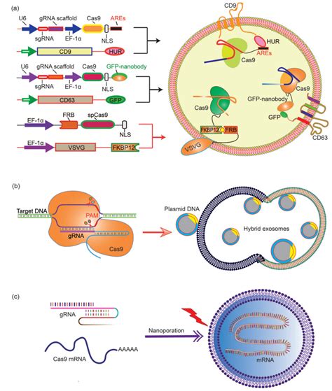 Exosomes Deliver Gene Vectors For Gene Therapy Creative Biolabs