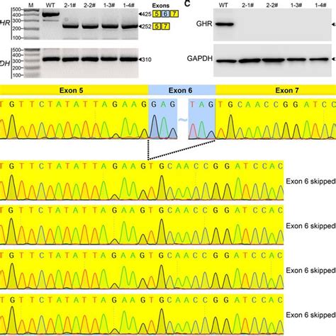 Activity Test Of The Adenine Base Editing In Cultured Bama Minipig