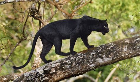 Black leopard India | Smithsonian Photo Contest | Smithsonian Magazine