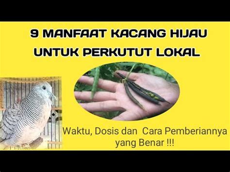 Manfaat Kacang Hijau Untuk Perkutut Dan Cara Pemberian Yang Benar Youtube