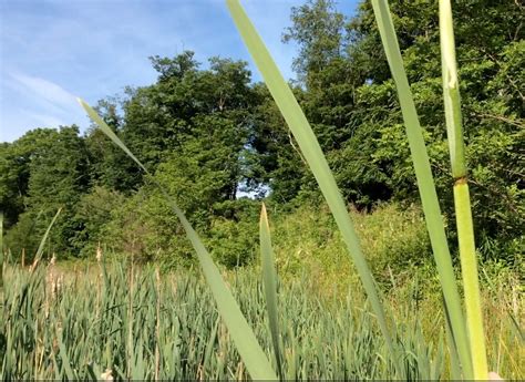 cattail flowers - Backyard Forager