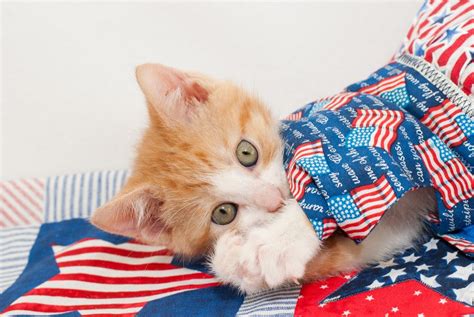 4th Of July Cute Picture Cute Pictures 4th Of July Cats