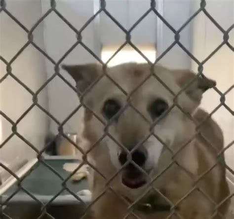 Senior Dog Who Spent 14 Years In Shelter Gets To Sleep In New Bed For