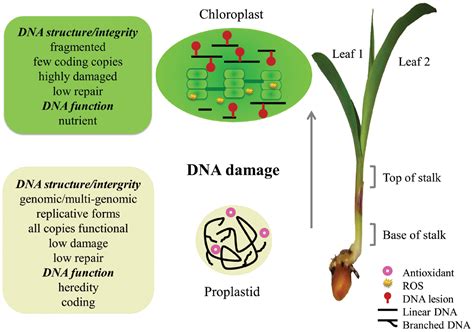 Frontiers Dna Maintenance In Plastids And Mitochondria Of Plants